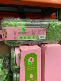 Thumbnail for Image of Crispy and Salanova Lettuce - 1 x 320 Grams